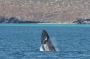 Baja05 - 522 * Junior tries a partial breach which is known as a head lob. The pectoral fins do not come out of the water